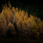 Autum Trees
